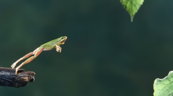 Batrachochytrium dendrobatidis (BD) fungus - Sanskriti IAS