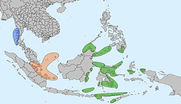 Bajau tribe is in danger of extinction - Sanskriti IAS