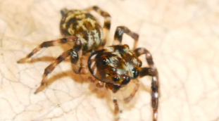 jumping-spider