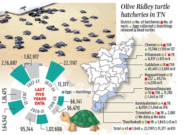 Hatcheries set up for turtles in Tamil Nadu - Sanskriti IAS